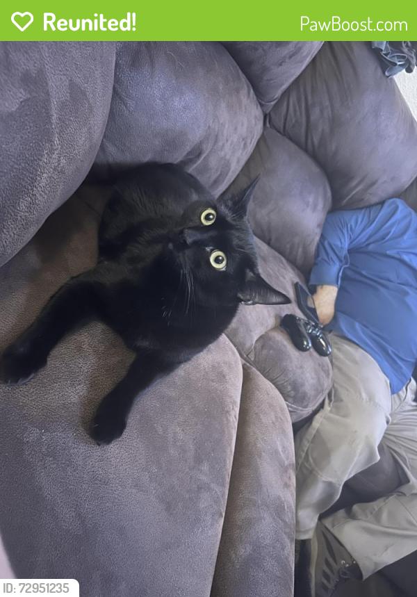Reunited Male Cat last seen Elm st , Fontana, CA 92337
