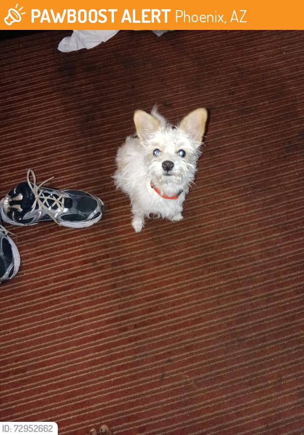 Found/Stray Male Dog last seen Near st Van Buren , Phoenix, AZ 85008