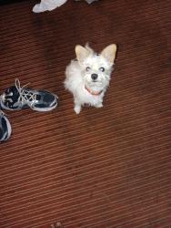 Found/Stray Male Dog last seen Near st Van Buren , Phoenix, AZ 85008