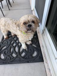Reunited Male Dog last seen Ribbon Grass ave / Pennyroyal st, Enterprise, NV 89183