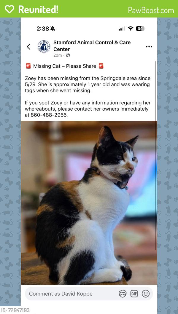 Reunited Female Cat last seen Sleepy Hollow Lane and Haig Avenue, Stamford, CT 06907