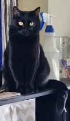 Reunited Female Cat last seen Mesa oak & Sandhill, Riverside, CA 92508