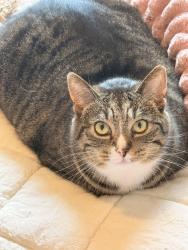 Reunited Female Cat last seen Outside apmt complex, Riverview, MI 48193