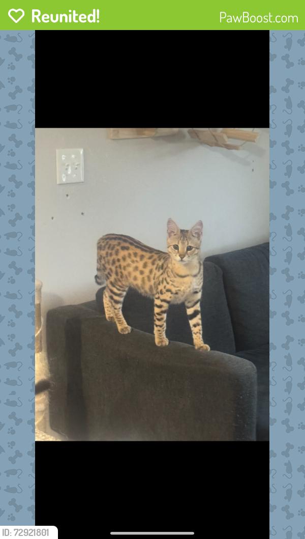 Reunited Male Cat last seen Burlington NJ, Burlington, NJ 08016