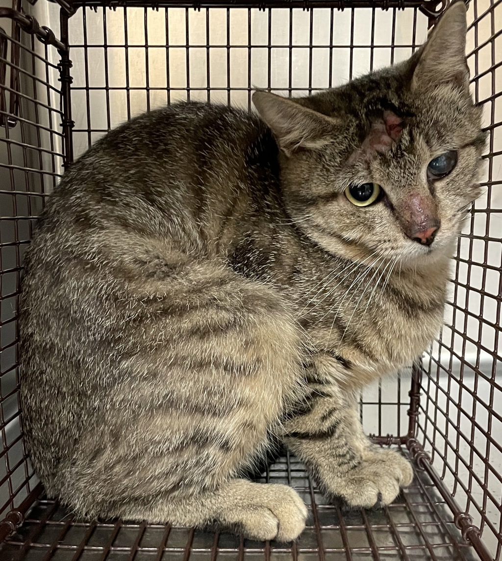 Shelter Stray Male Cat last seen ZEBULON, NC, 27597, Raleigh, NC 27610