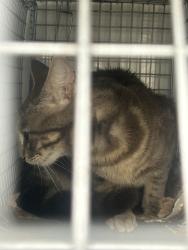 Shelter Stray Unknown Cat last seen Near Purebred Drive, VIRGINIA BEACH, VA, 23453, Virginia Beach, VA 23451