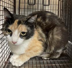 Shelter Stray Female Cat last seen Near Water Plant Road, ZEBULON, NC, 27597, Raleigh, NC 27610