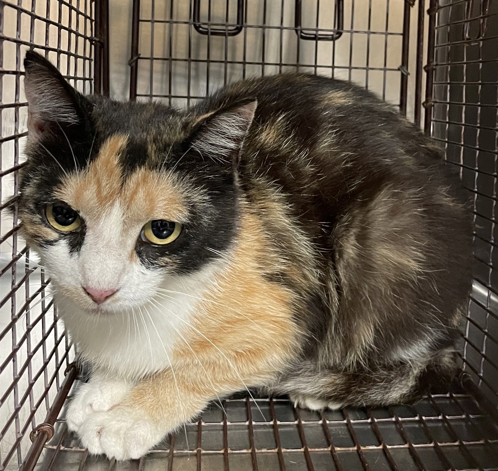 Shelter Stray Female Cat last seen Near Water Plant Road, ZEBULON, NC, 27597, Raleigh, NC 27610
