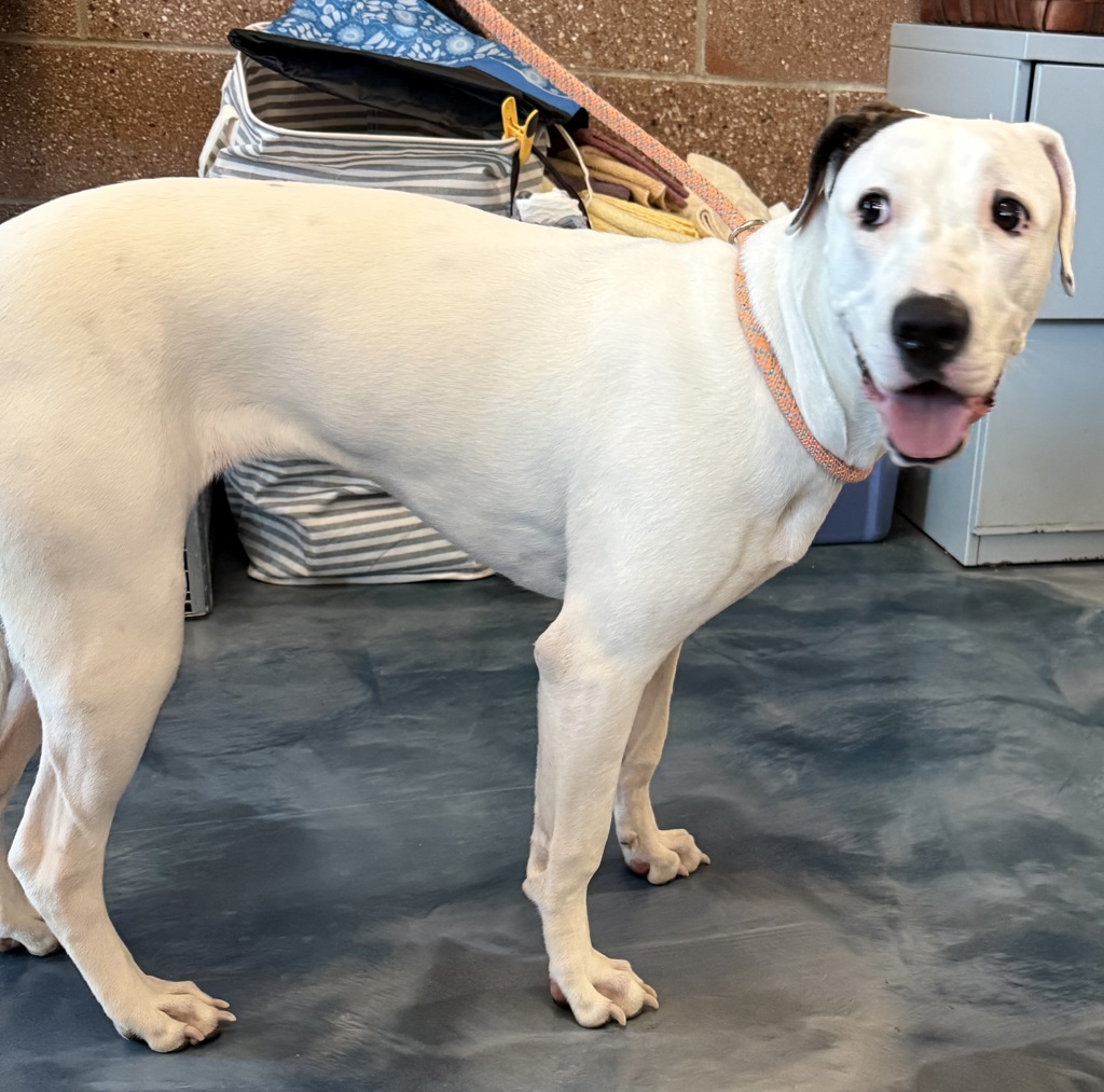Shelter Stray Female Dog last seen Near Woodward, PONTIAC, MI, 48341, Pontiac, MI 48341