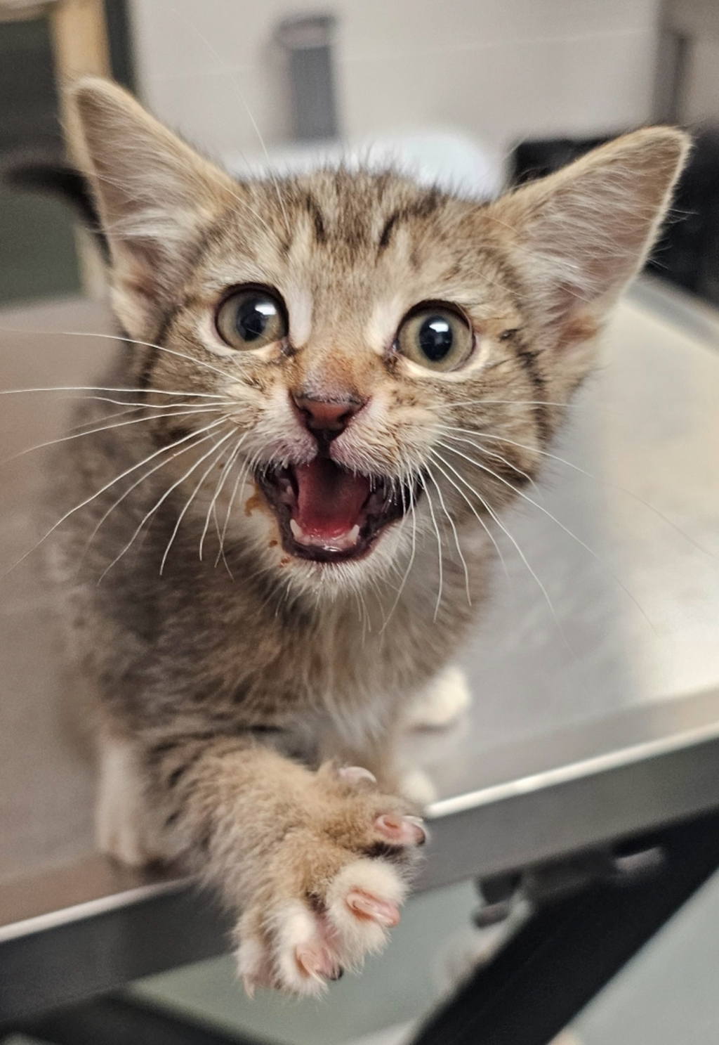 Shelter Stray Female Cat last seen Near Welborn Street, RALEIGH, NC, 27615, Raleigh, NC 27610