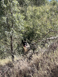 Found/Stray Male Dog last seen Berryessa snow mountain national monument , Rumsey, CA 95679