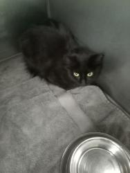 Shelter Stray Female Cat last seen North Spring Run Road, MIDLOTHIAN, VA, 23112, Chesterfield, VA 23832