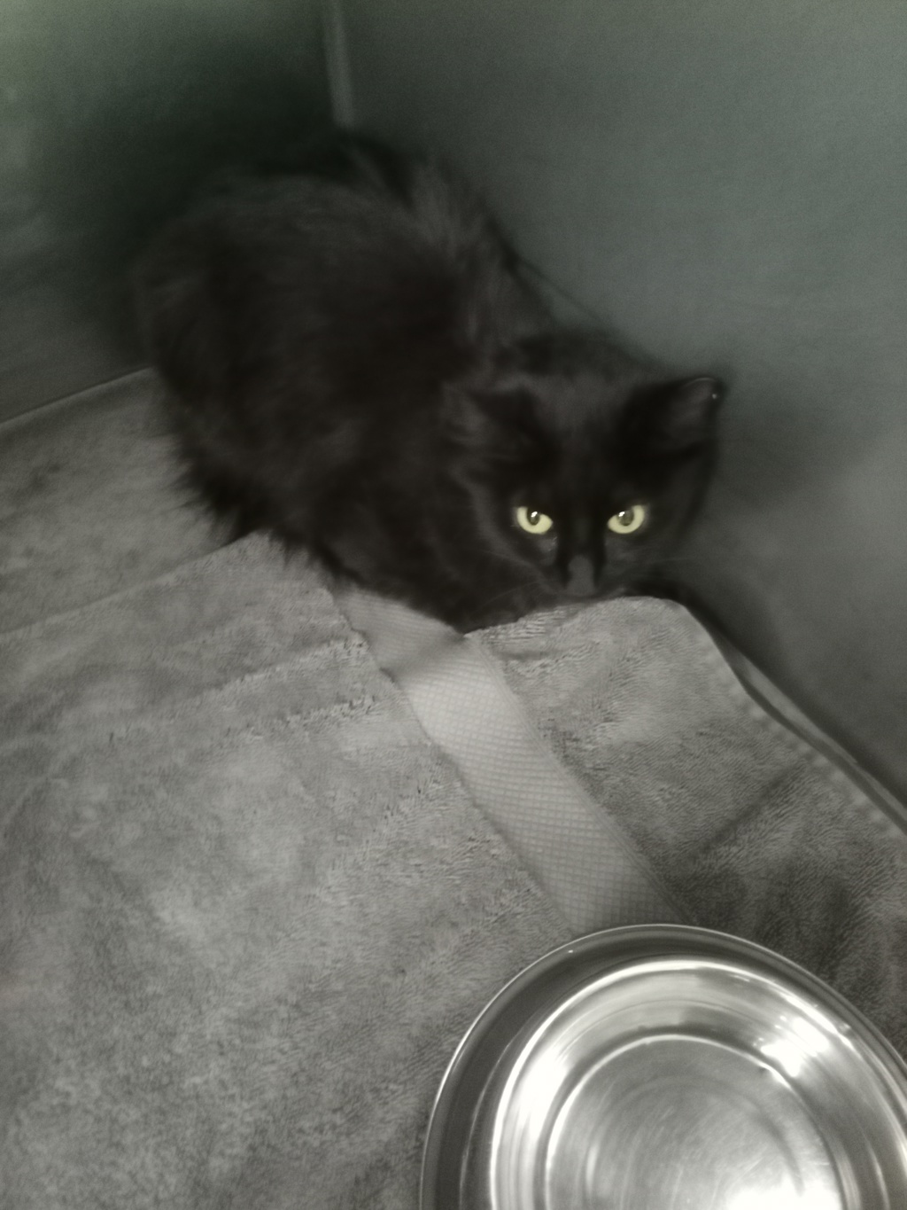 Shelter Stray Female Cat last seen North Spring Run Road, MIDLOTHIAN, VA, 23112, Chesterfield, VA 23832