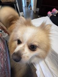 Reunited Female Dog last seen Bradley st Greenville South Carolina, Parker, SC 29611