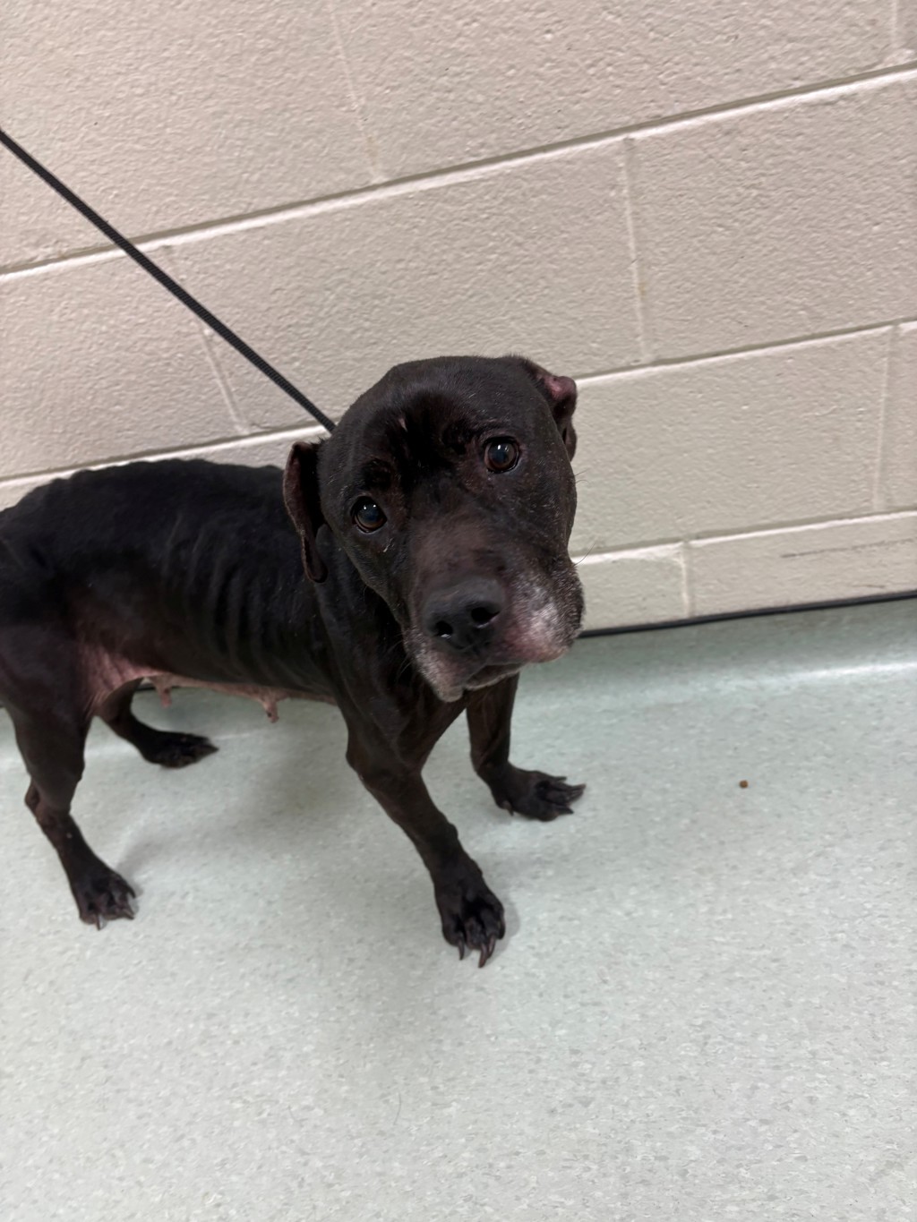 Shelter Stray Female Dog last seen Burnt Oak Drive, North Chesterfield, VA, 23234, Chesterfield, VA 23832