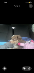 Lost Female Dog last seen Taxahaw Rd Lancaster SC 29720, Kershaw, SC 29067