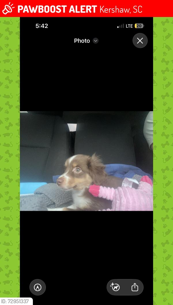Lost Female Dog last seen Taxahaw Rd Lancaster SC 29720, Kershaw, SC 29067