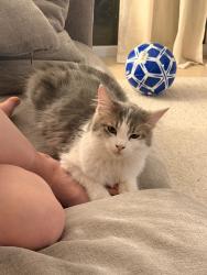 Lost Female Cat last seen Berendo, Torrance, CA 90502