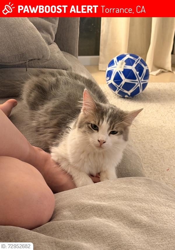 Lost Female Cat last seen Berendo, Torrance, CA 90502