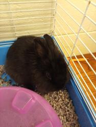 Shelter Stray Male Rabbit last seen Willis Road, North Chesterfield, VA, 23237, Chesterfield, VA 23832