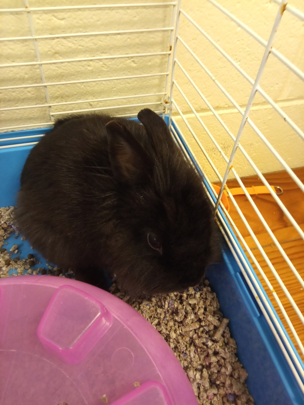 Shelter Stray Male Rabbit last seen Willis Road, North Chesterfield, VA, 23237, Chesterfield, VA 23832
