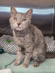 Shelter Stray Female Cat last seen 3rd Avenue, BROOKLYN PARK, MD, 21225, Millersville, MD 21054