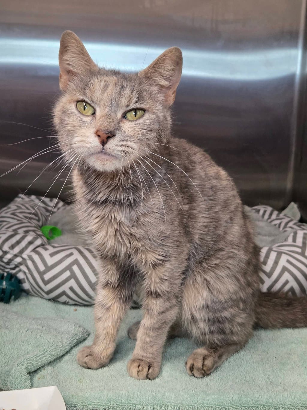 Shelter Stray Female Cat last seen 3rd Avenue, BROOKLYN PARK, MD, 21225, Millersville, MD 21054