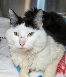 Shelter Stray Female Cat last seen MD, Millersville, MD 21054