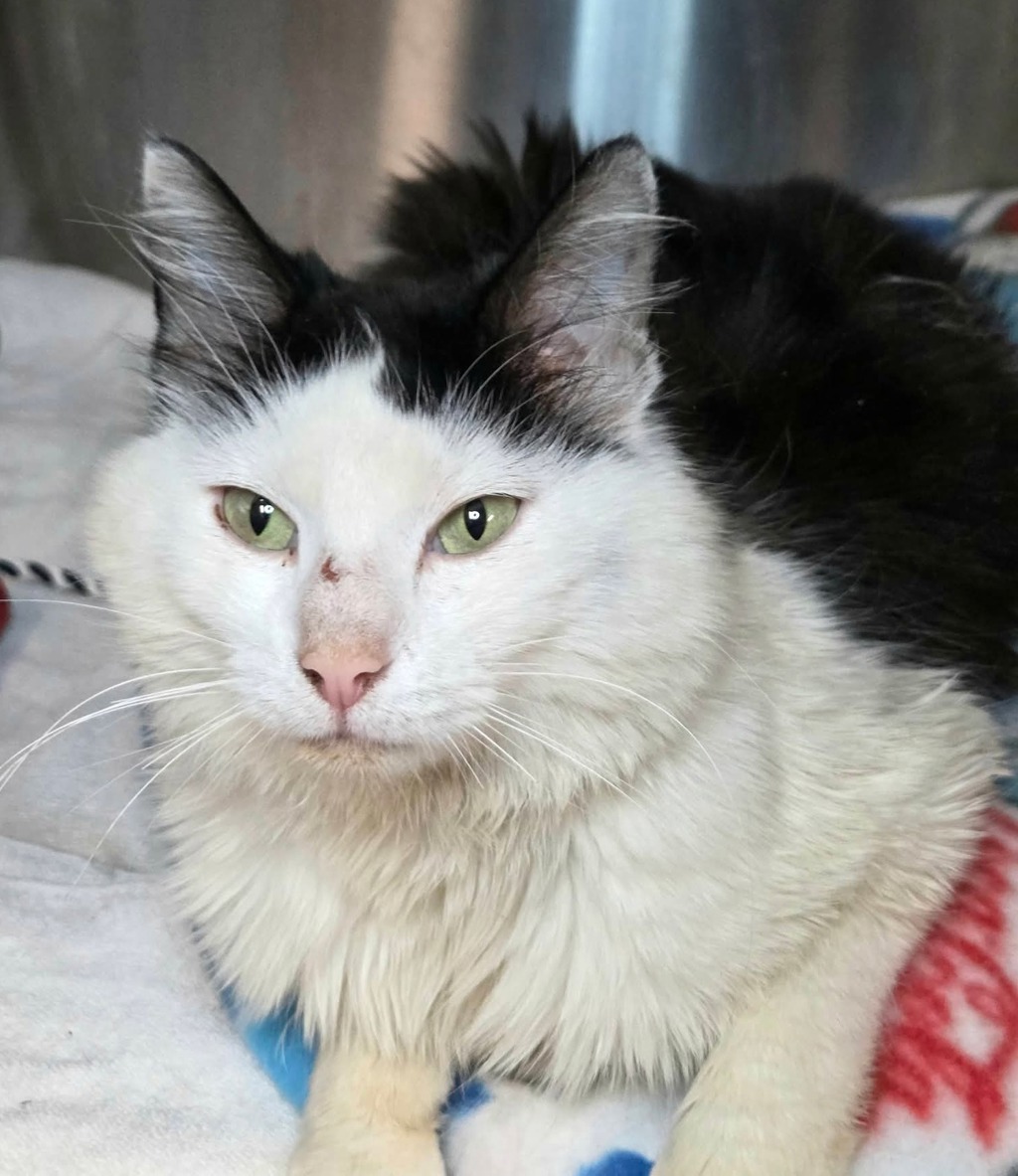 Shelter Stray Female Cat last seen MD, Millersville, MD 21054