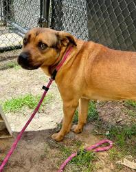 Shelter Stray Female Dog last seen Near Dorsey Road, GLEN BURNIE, MD, 21061, Millersville, MD 21054