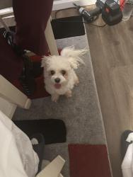 Lost Male Dog last seen Lincoln trail, Fairview Heights, IL 62208