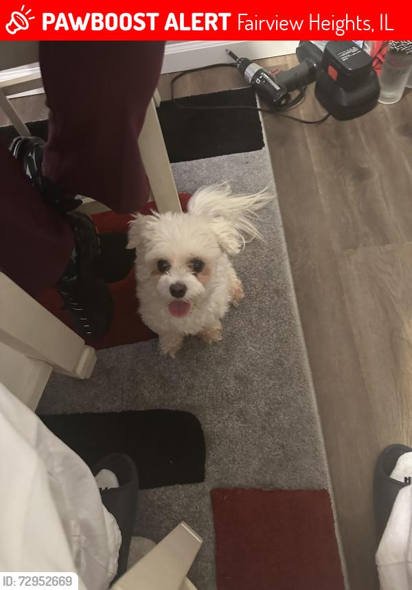 Lost Male Dog last seen Lincoln trail, Fairview Heights, IL 62208