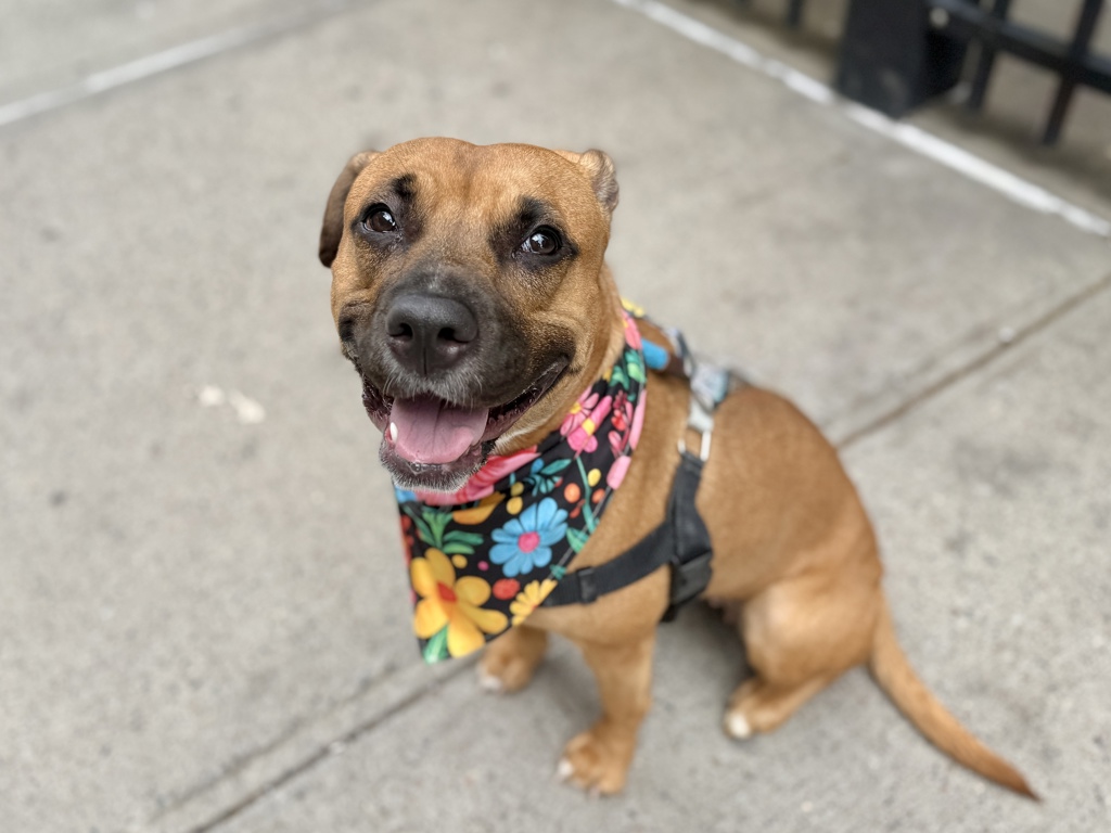 Shelter Stray Female Dog last seen Southern Blvd Street, BRONX, NY, 10459, New York, NY 10029