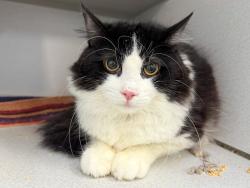 Shelter Stray Male Cat last seen Near Westchester Avenue, BRONX, NY, 10455, New York, NY 10029