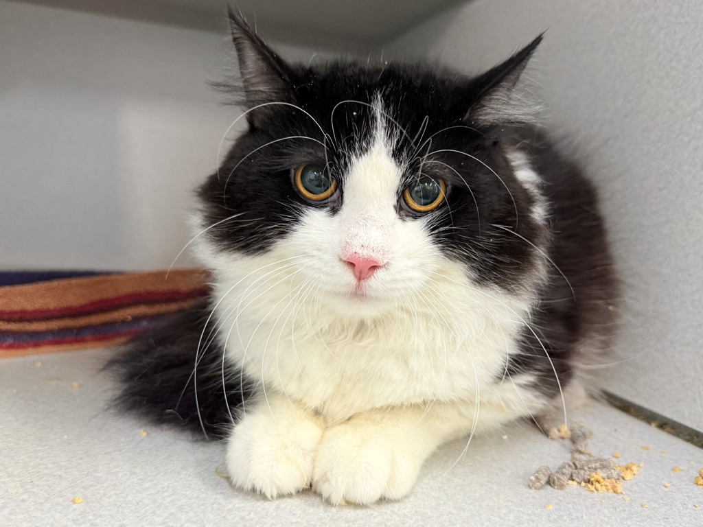 Shelter Stray Male Cat last seen Near Westchester Avenue, BRONX, NY, 10455, New York, NY 10029
