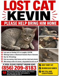 Lost Male Cat last seen Millbridge gardens apt 717 , Clementon, NJ 08021