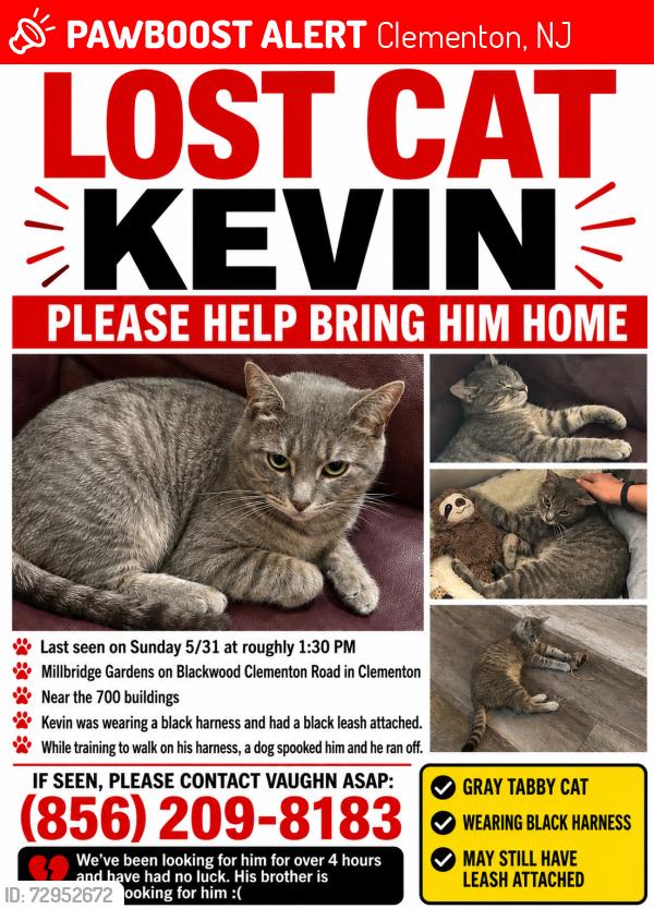 Lost Male Cat last seen Millbridge gardens apt 717 , Clementon, NJ 08021