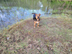 Reunited Female Dog last seen Cattaraugus Creek, Seneca territory , Springville, NY 14141