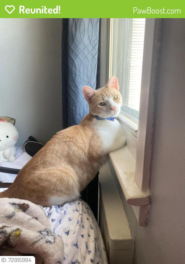 Reunited Male Cat last seen Mineola Avenue Carle Place , Carle Place, NY 11514