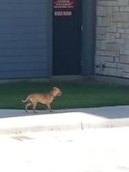 Found/Stray Male Dog last seen Oak grove , Fort Worth, TX 76115