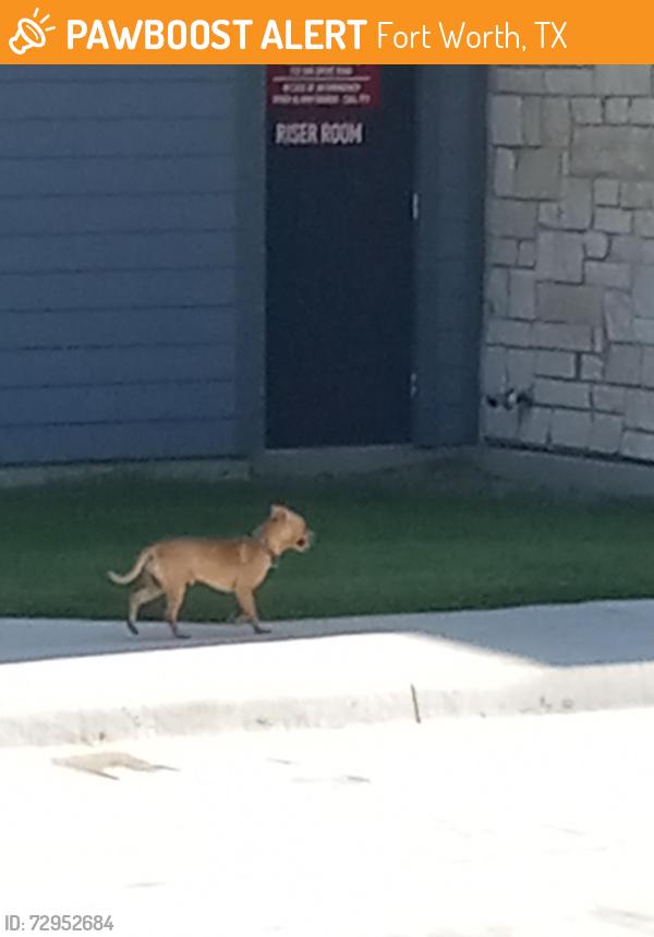 Found/Stray Male Dog last seen Oak grove , Fort Worth, TX 76115