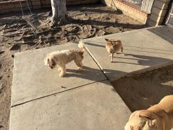 Lost Female Dog last seen 5th St., Crossing Thelma, Franklin, MA 02038