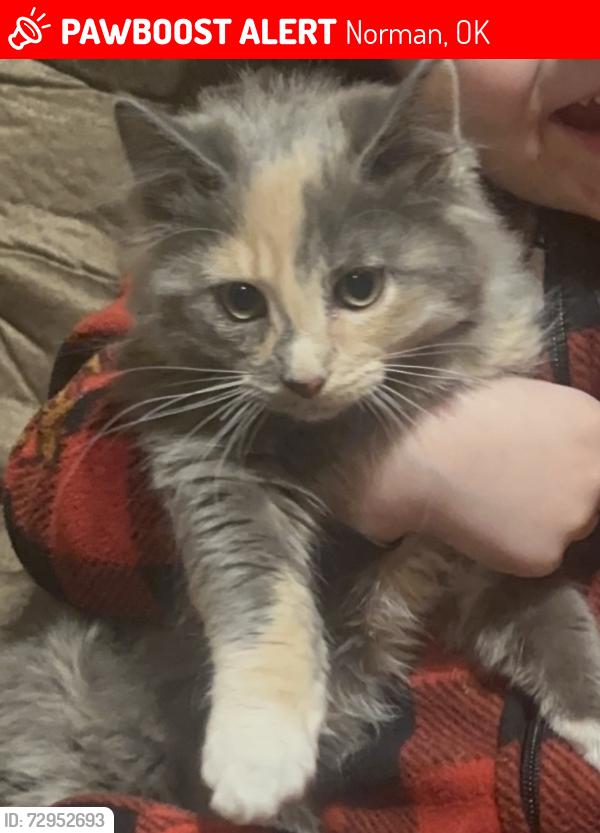 Lost Female Cat last seen 149th and Indian hills road, Norman, OK 74857