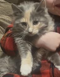 Lost Female Cat last seen 149th and Indian hills road, Norman, OK 74857