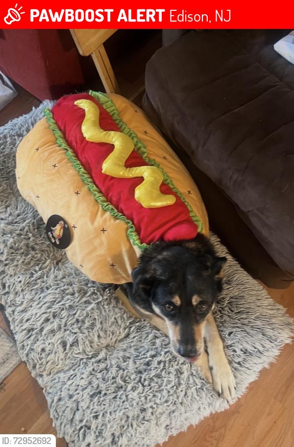 Lost Female Dog last seen Colfax and Altamont , Edison, NJ 08817