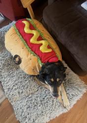Lost Female Dog last seen Colfax and Altamont , Edison, NJ 08817