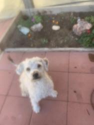 Found/Stray Female Dog last seen C ave heaperia ca, Hesperia, CA 92344
