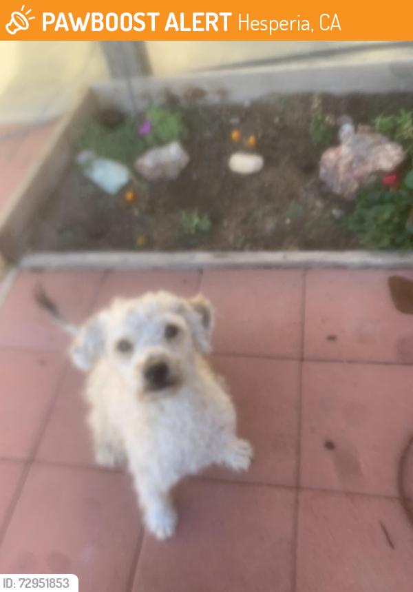Found/Stray Female Dog last seen C ave heaperia ca, Hesperia, CA 92344