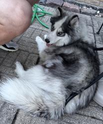 Reunited Female Dog last seen 111th and Lawler, Alsip, Alsip, IL 60453