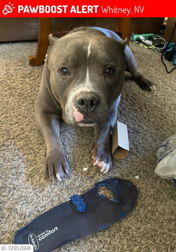 Lost Male Dog last seen Boadbent & Tropicana, Whitney, NV 89122